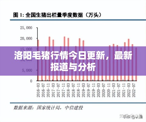 洛阳毛猪行情今日更新，最新报道与分析