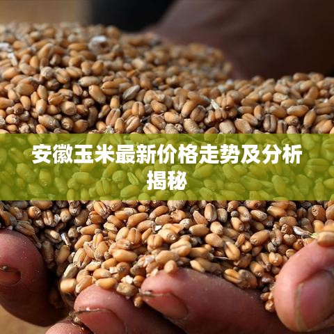 安徽玉米最新价格走势及分析揭秘