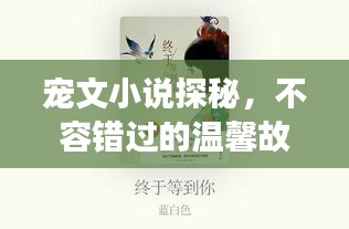宠文小说探秘，不容错过的温馨故事