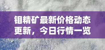 钼精矿最新价格动态更新，今日行情一览