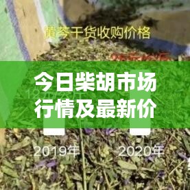 今日柴胡市场行情及最新价格查询