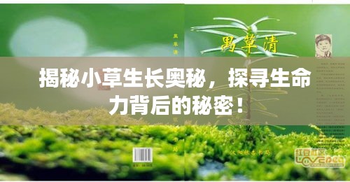 揭秘小草生长奥秘，探寻生命力背后的秘密！