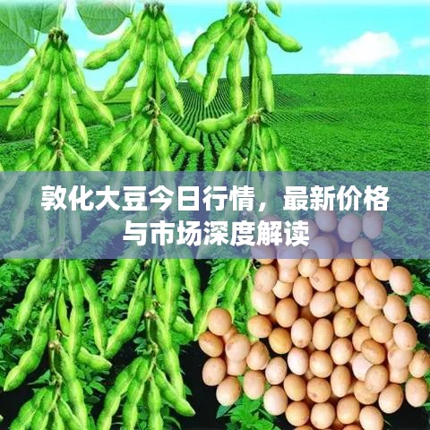 敦化大豆今日行情，最新价格与市场深度解读