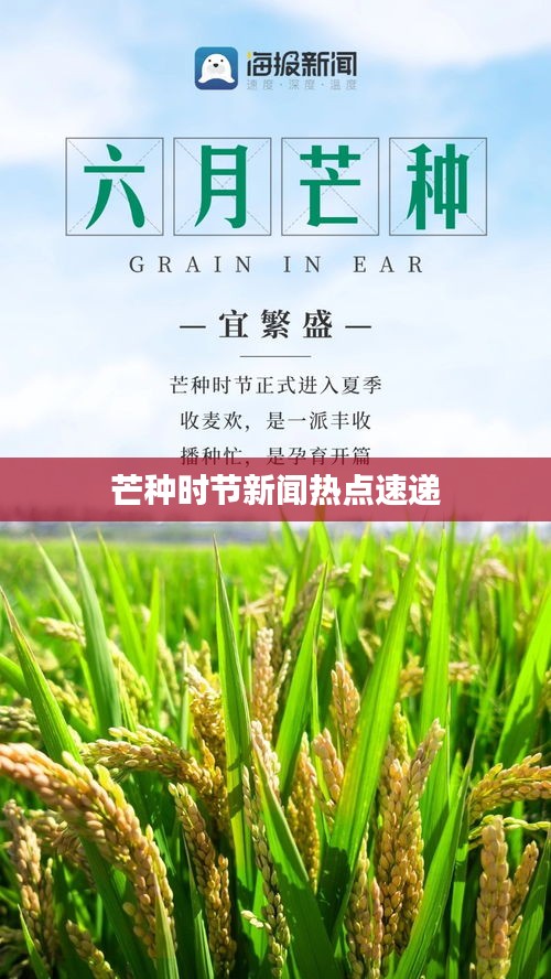 芒种时节新闻热点速递