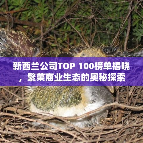 新西兰公司TOP 100榜单揭晓，繁荣商业生态的奥秘探索