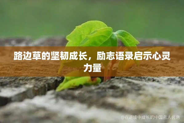 路边草的坚韧成长，励志语录启示心灵力量