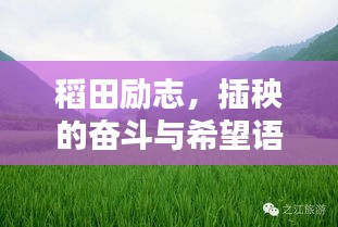 稻田励志，插秧的奋斗与希望语录