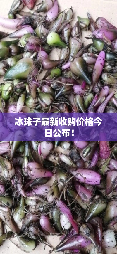 冰球子最新收购价格今日公布！
